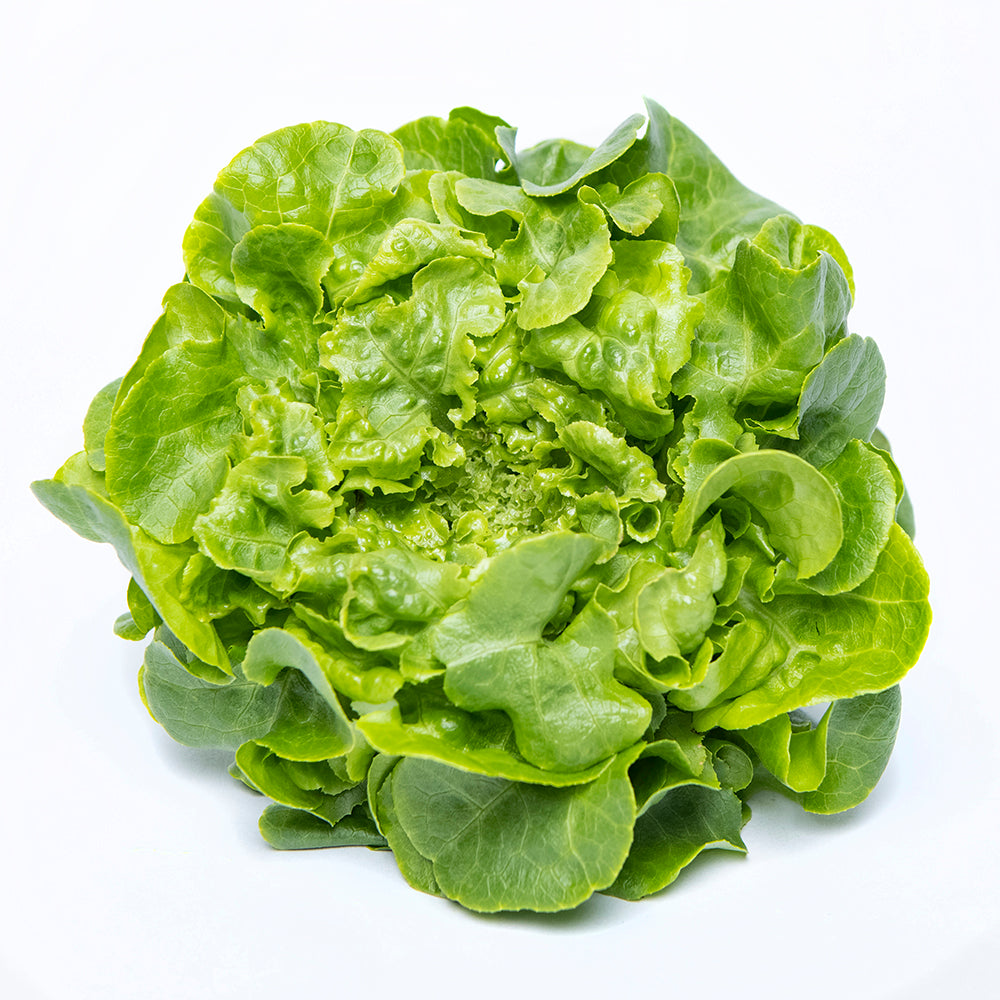 Green Oak Green Lettuce Bunch | 80g-120g