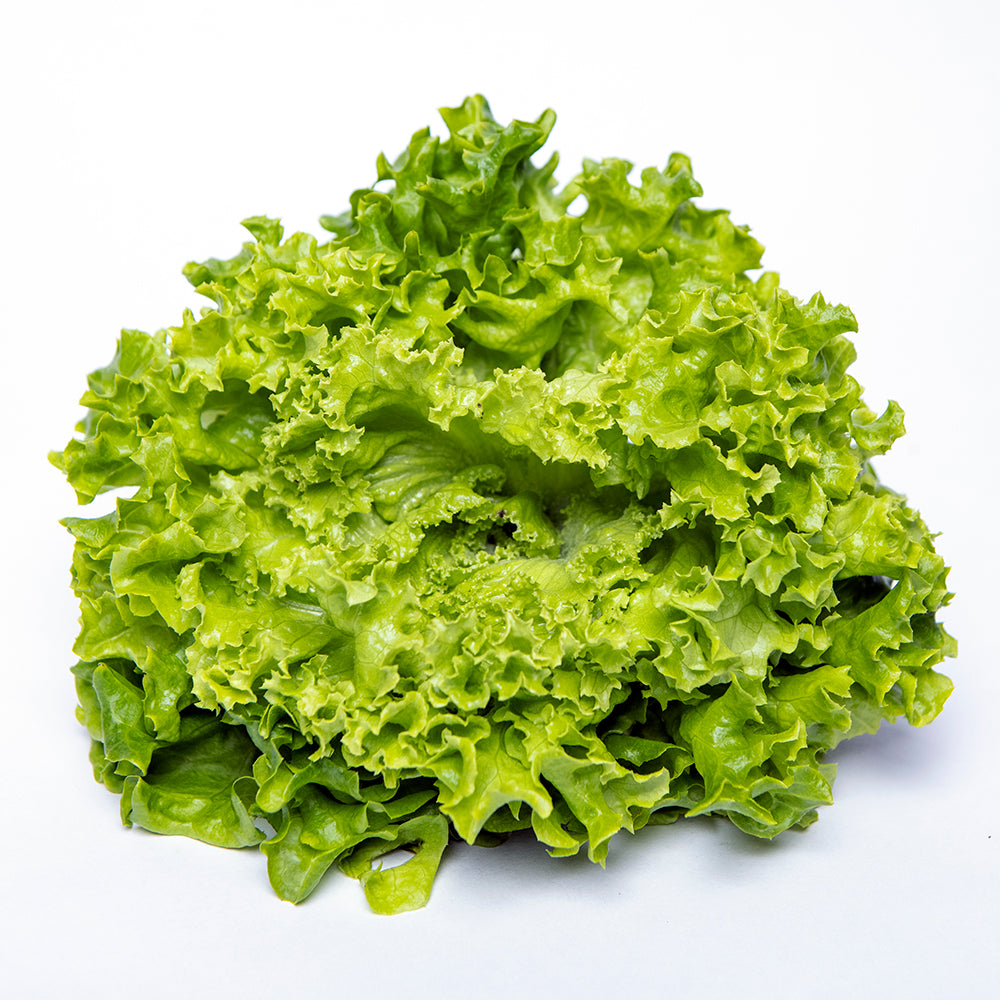 Locarno Green Lettuce Bunch | 80g-120g