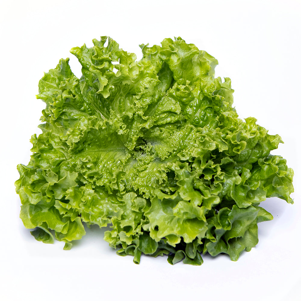 Lollo Bionda Green Lettuce Bunch | 80g-120g
