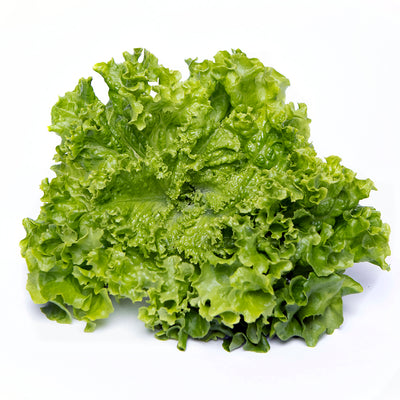 Lollo Bionda Green Lettuce Bunch | 80g-120g