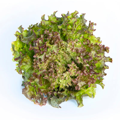 Lollo Rosso Green Lettuce Bunch | 80g-120g