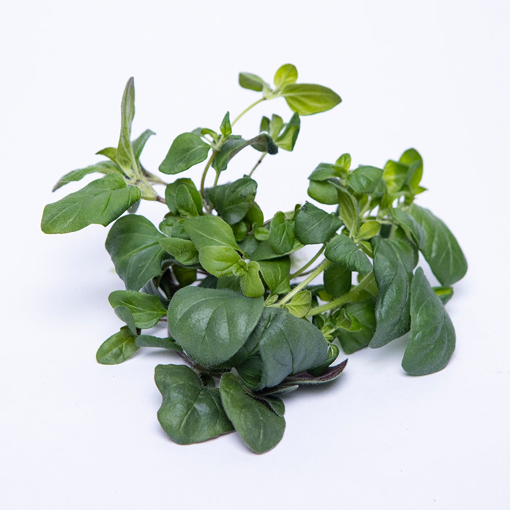 Oregano Herb Bunch | 40g-70g