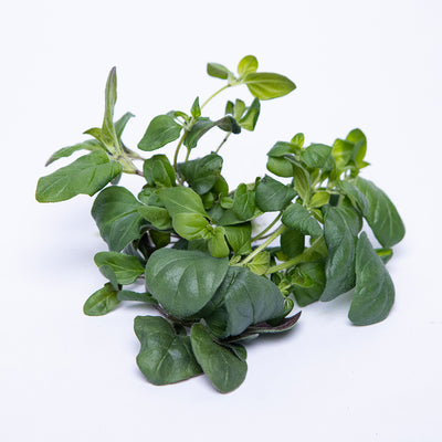 Oregano Herb Bunch | 40g-70g