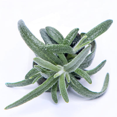Rosemary Herb Bunch | 30g-50g
