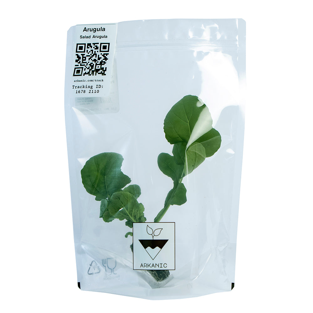 Salad Arugula Rocket Leaves Bunch | 50g-80g